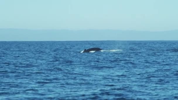 Bultrug zwemmen in de Oceaan — Stockvideo