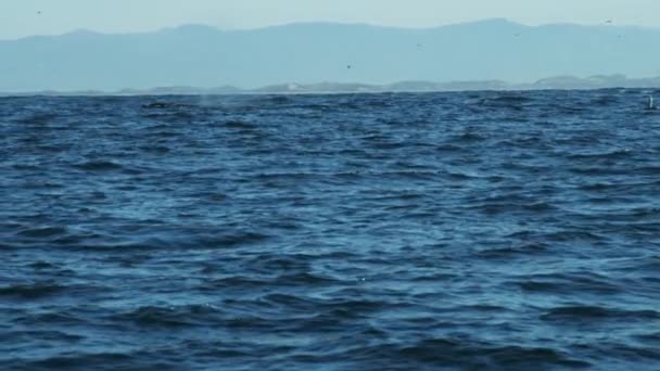 Baleia jubarte nadando no oceano — Vídeo de Stock