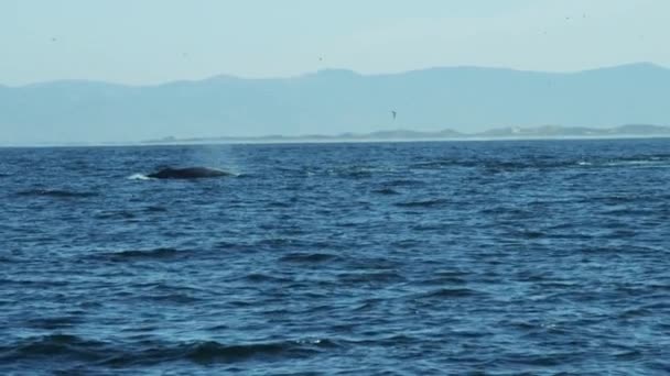 海で泳ぐザトウクジラ — ストック動画