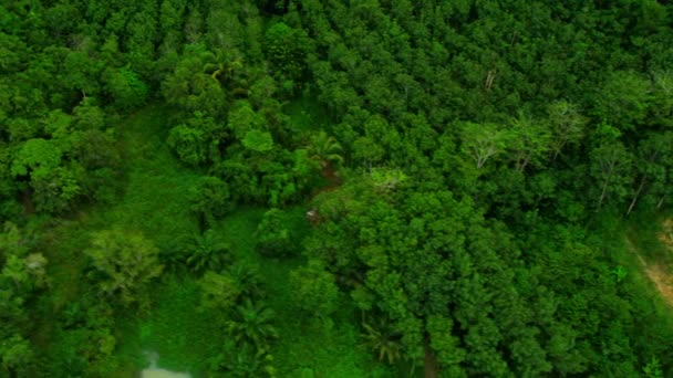 Plantaciones de árboles de caucho y bosques de manglares en Tailandia , — Vídeos de Stock