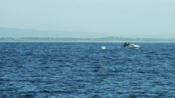 Ballena jorobada nadando en el océano — Vídeos de Stock