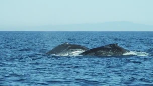 Baleia jubarte nadando no oceano — Vídeo de Stock