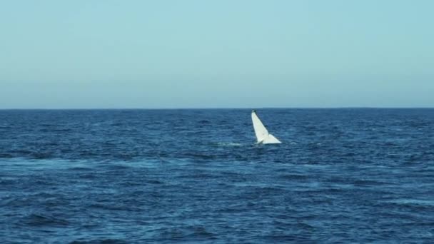 Ballena jorobada nadando en el océano — Vídeo de stock