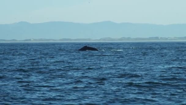 海で泳ぐザトウクジラ — ストック動画