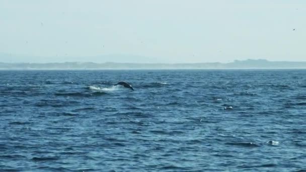 Baleia jubarte nadando no oceano — Vídeo de Stock