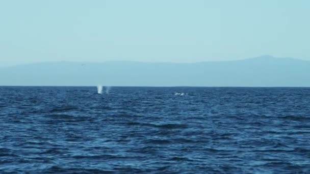 海で泳ぐザトウクジラ — ストック動画