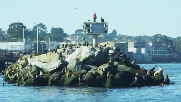 Zeeleeuwen op rotsen bij Monterey Harbour — Stockvideo