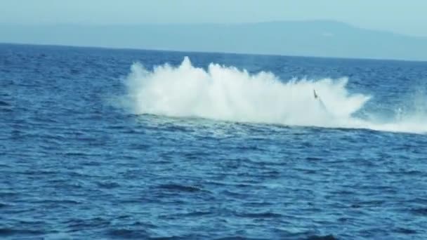海で泳ぐザトウクジラ — ストック動画