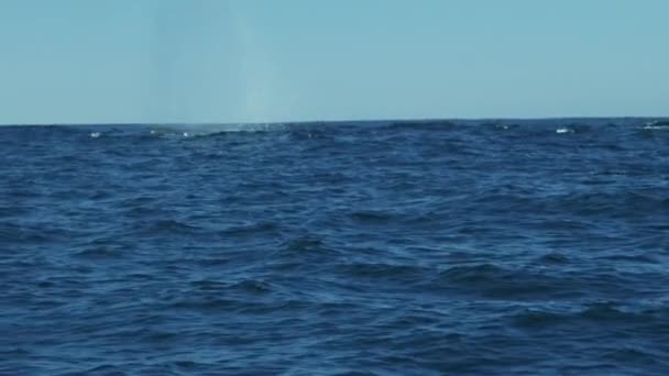 Humpback Whale swimming in ocean — Stock Video