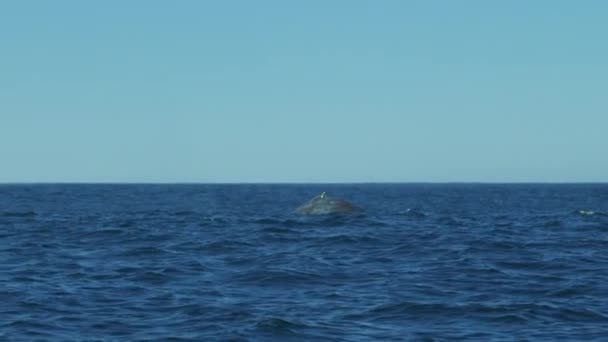 Bultrug zwemmen in de Oceaan — Stockvideo