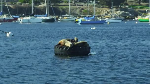 Leone marino rilassante sulla boa del porto — Video Stock