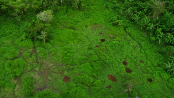 Plantações de árvores de borracha e florestas de manguezais na Tailândia — Vídeo de Stock