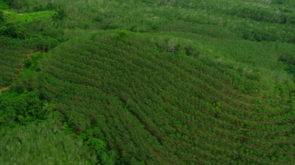 Gummi trädplantager och mangrove skogar i Thailand — Stockvideo