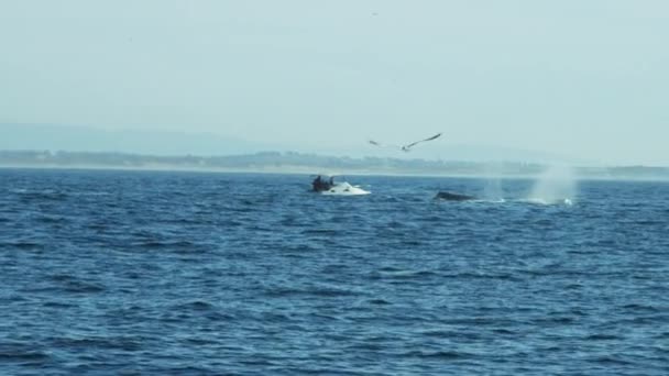 Горбатые киты плавают в океане — стоковое видео