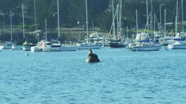 Sea lion relaxing on Harbour Buoy — Stock Video