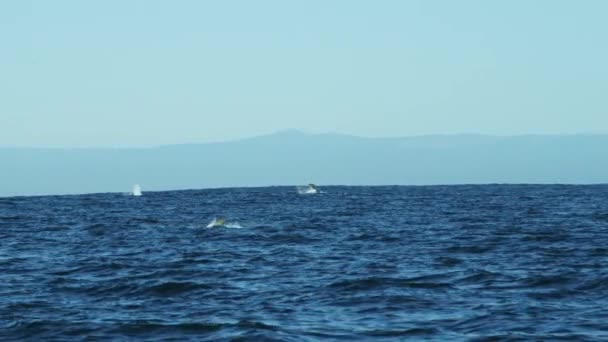 Otaries nageant dans les eaux côtières de Monterey — Video