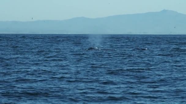 Bultrug zwemmen in de Oceaan — Stockvideo