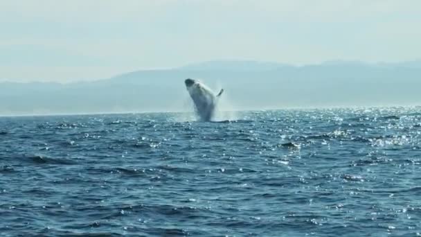 Baleia jubarte nadando no oceano — Vídeo de Stock