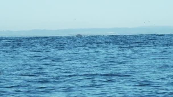 Ballena jorobada nadando en el océano — Vídeo de stock