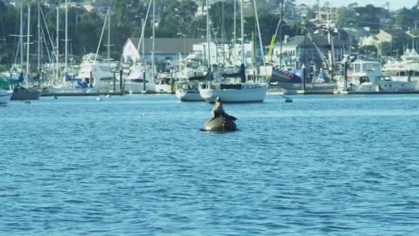 León marino relajándose en la boya del puerto — Vídeos de Stock