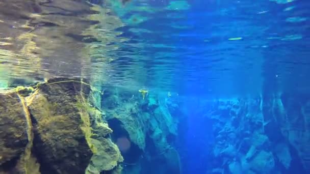 Iceland Silfra Thingvellir environment underwater — Stock Video