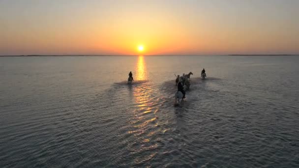 Kudde van Camargue paarden met cowboys — Stockvideo