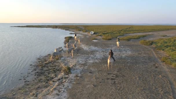 Kudde van Camargue paarden met cowboys — Stockvideo