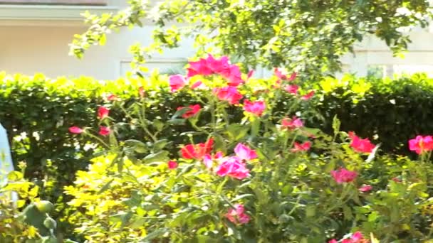 Ethnic mature couple pruning plants in garden — Stock Video