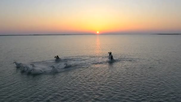 Αγέλη των αλόγων Camargue με καουμπόηδες — Αρχείο Βίντεο