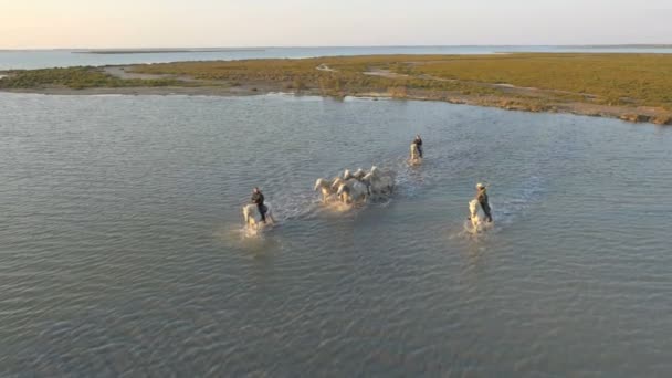 Stádo koní Camargue s kovbojové — Stock video