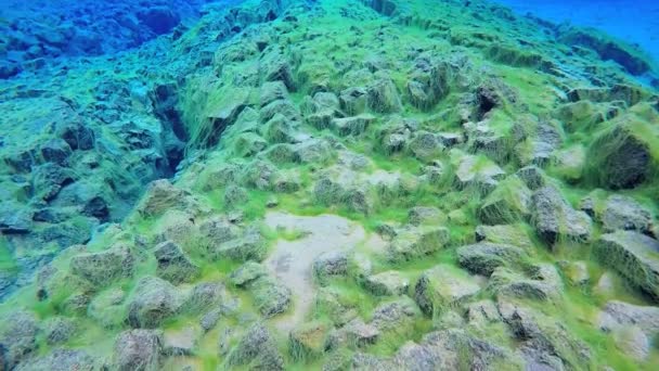 Iceland Silfra Thingvellir underwater — Stock Video