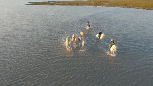 Kudde van Camargue paarden met cowboys — Stockvideo