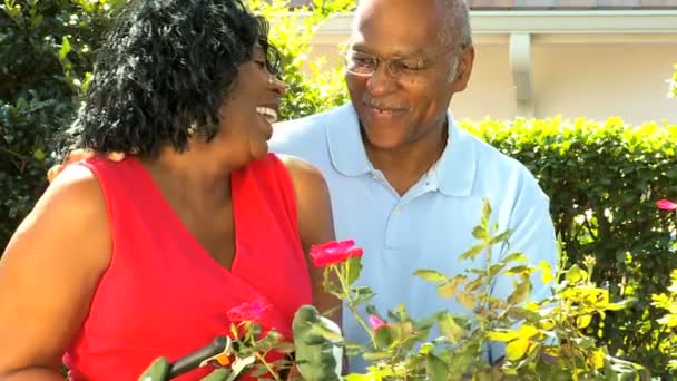 Pareja madura étnica poda plantas en el jardín — Vídeos de Stock