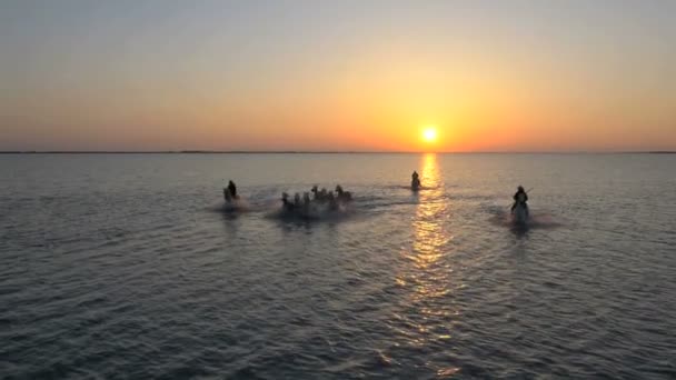 Αγέλη των αλόγων Camargue με καουμπόηδες — Αρχείο Βίντεο