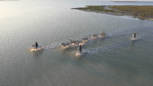 Manada de caballos de Camarga con vaqueros — Vídeo de stock