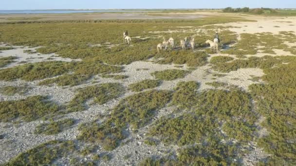 Αγέλη των αλόγων Camargue με καουμπόηδες — Αρχείο Βίντεο