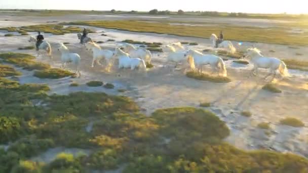 Αγέλη των αλόγων Camargue με καουμπόηδες — Αρχείο Βίντεο