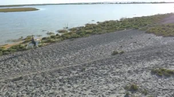 Cow-boy chevauchant sur cheval Camargue blanc — Video