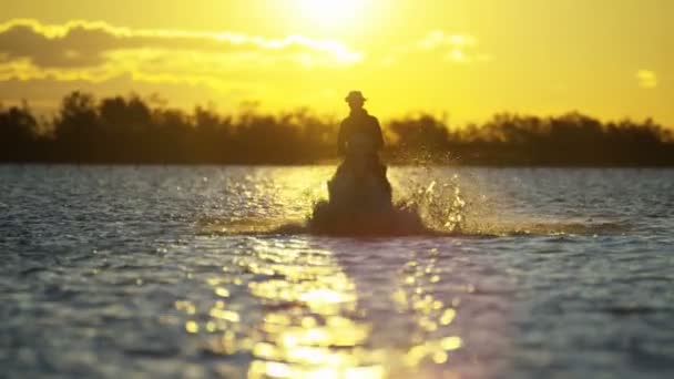 Cow-boy chevauchant sur cheval Camargue blanc — Video