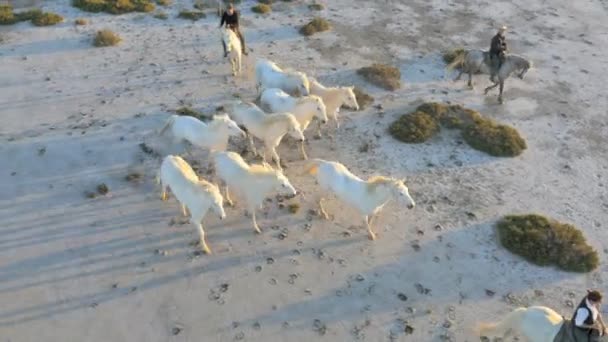 Manada de caballos de Camarga con vaqueros — Vídeos de Stock