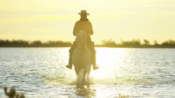 Cowboy Ridning på vita Camargue häst — Stockvideo