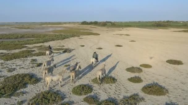 Kudde van Camargue paarden met cowboys — Stockvideo