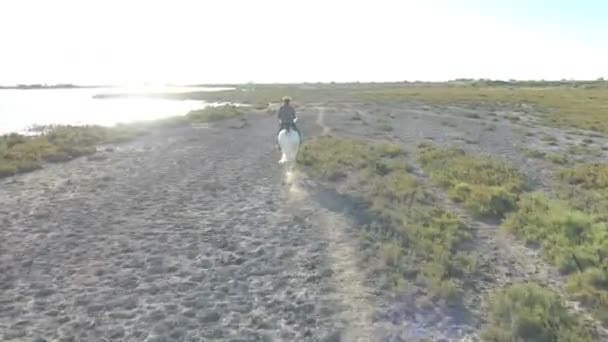 Cowboy reitet auf weißen Camargue-Pferden — Stockvideo