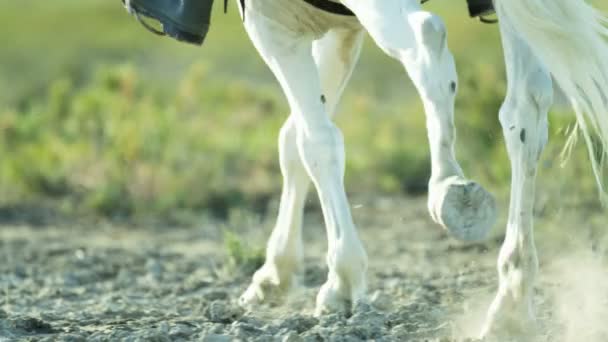 Cow-boy chevauchant sur cheval Camargue blanc — Video