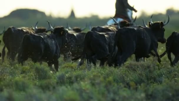 Стадо быков Камарга с ковбоями — стоковое видео