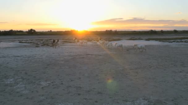 Αγέλη των αλόγων Camargue με καουμπόηδες — Αρχείο Βίντεο