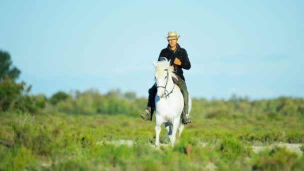 Cowboy jazda na biały koń Camargue — Wideo stockowe