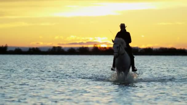 Vaquero montando en blanco caballo Camargue — Vídeos de Stock