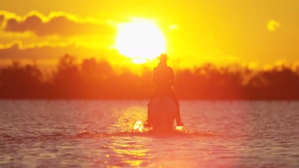 Cowboy reitet auf weißen Camargue-Pferden — Stockvideo