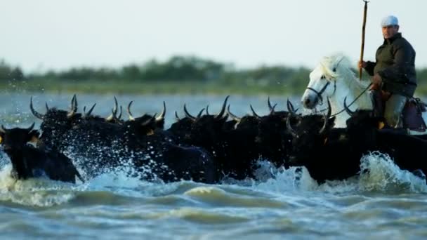 Troupeau de taureaux Camargue avec cow-boy — Video